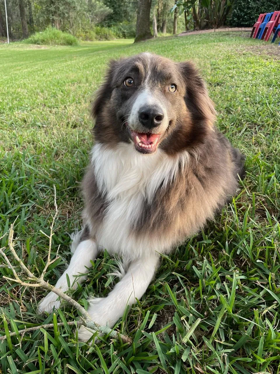 Charlie, our fluffy Australian Shepherd, smiling in the grass